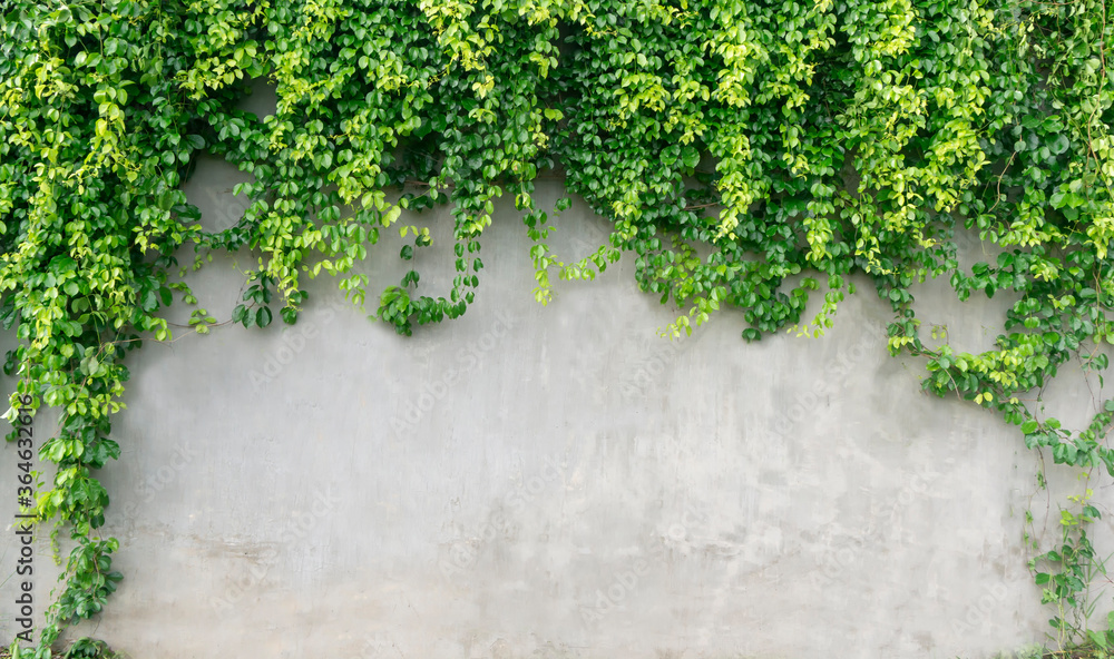 Green ivy leaves over cement wall, copy space. - obrazy, fototapety, plakaty 