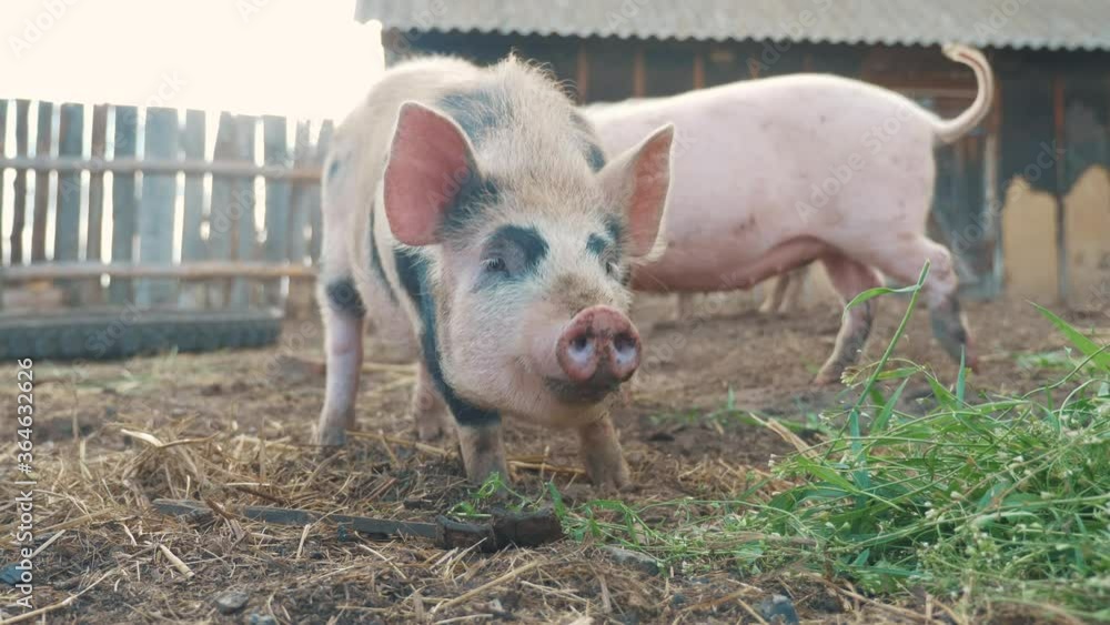 funny pigs sniffing air farming agriculture concept. pig on an old farm. adult piglets lifestyle run in a pen on an old farm funny pigs sniffing air farming agriculture concept. pig on an old farm. adult piglets lifestyle run in a pen on an old farm