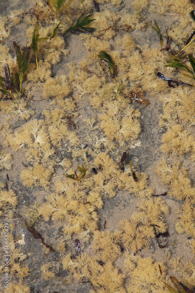 Details of the Bass Coast in Victoria, Australia, feauturing the coastline, beach, rock formations, seaweed and natural beauty.