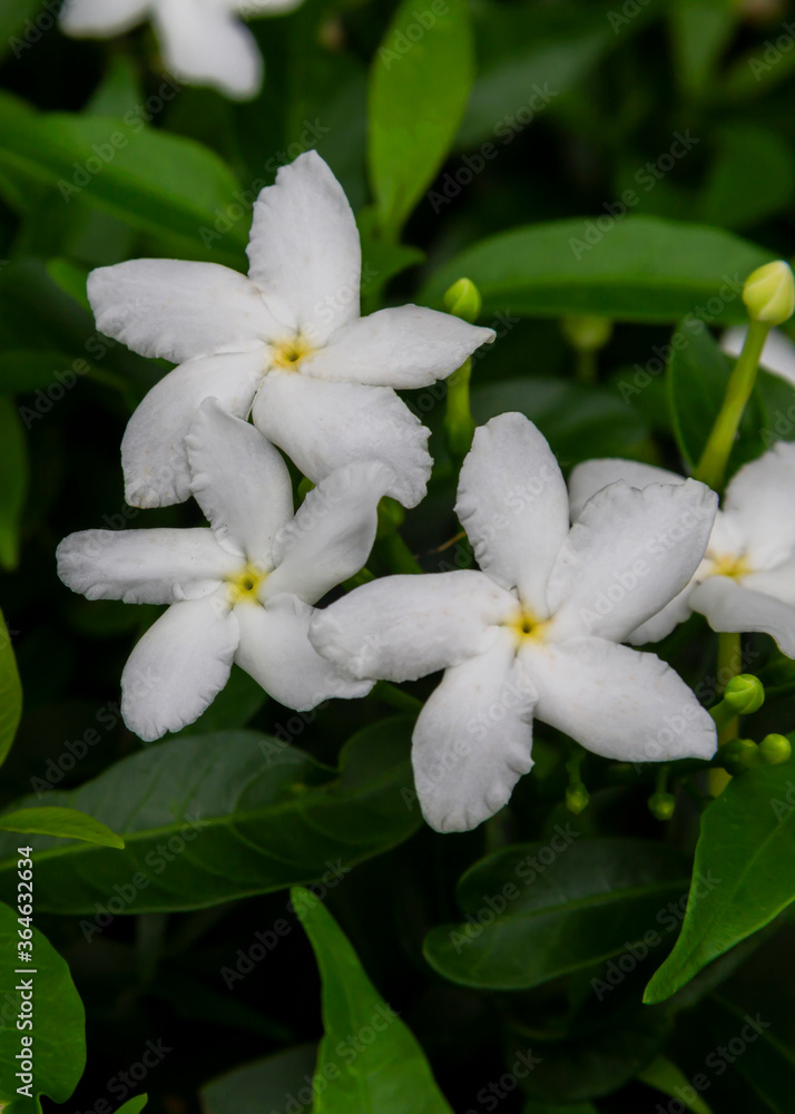 Gardenia jasminoides flower is a small white flower with green leaves with a beautiful delicate fragrance. Gardenia jasminoides flower is a small white flower with green leaves with a beautiful delicate fragrance.