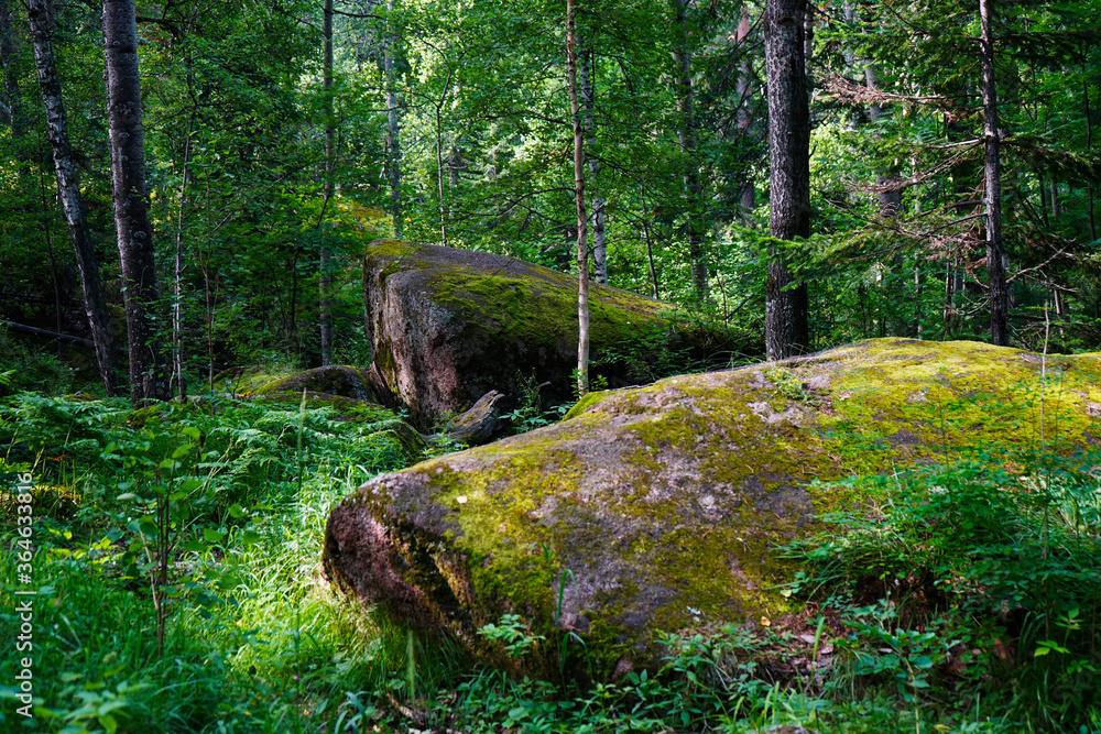 Moss on the rocks. Stolby national park in Krasnoyarsk. Forest and a large stonse with green moss. Siberian nature landscape. Moss on the rocks. Stolby national park in Krasnoyarsk. Forest and a large stonse with green moss. Siberian nature landscape.