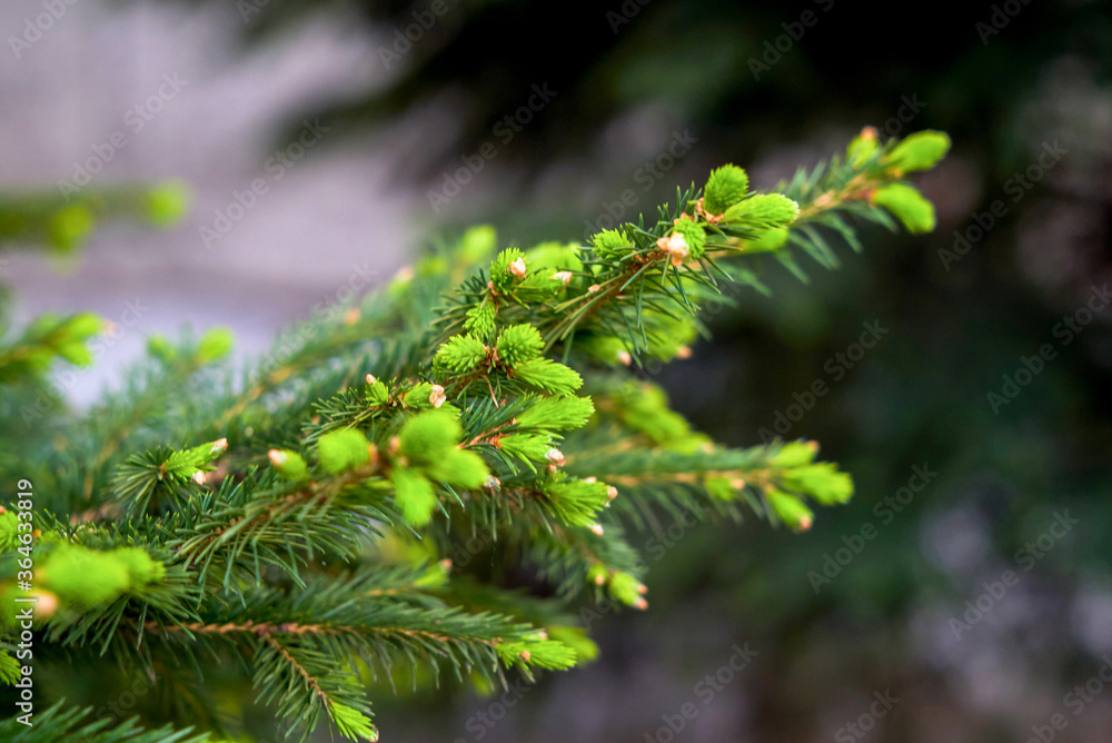 Fir, pine, lat. Abies, needles, young tree, short needles, green spruce, new shoots, dark needles, needles closeup