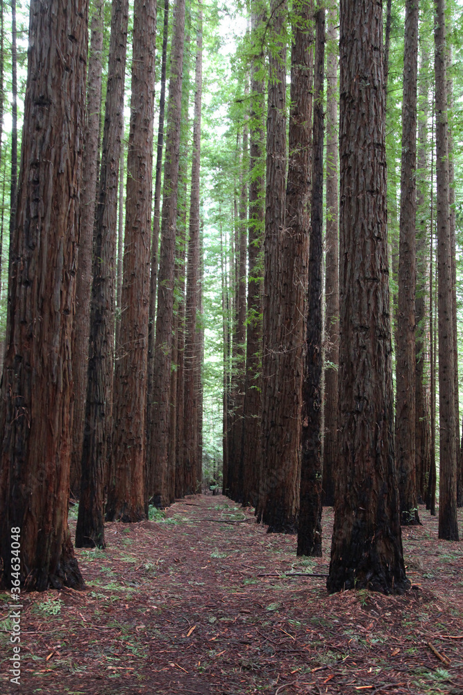 California Redwood Forest, Warburon, Victoria, Australia. California Redwood Forest, Warburon, Victoria, Australia.