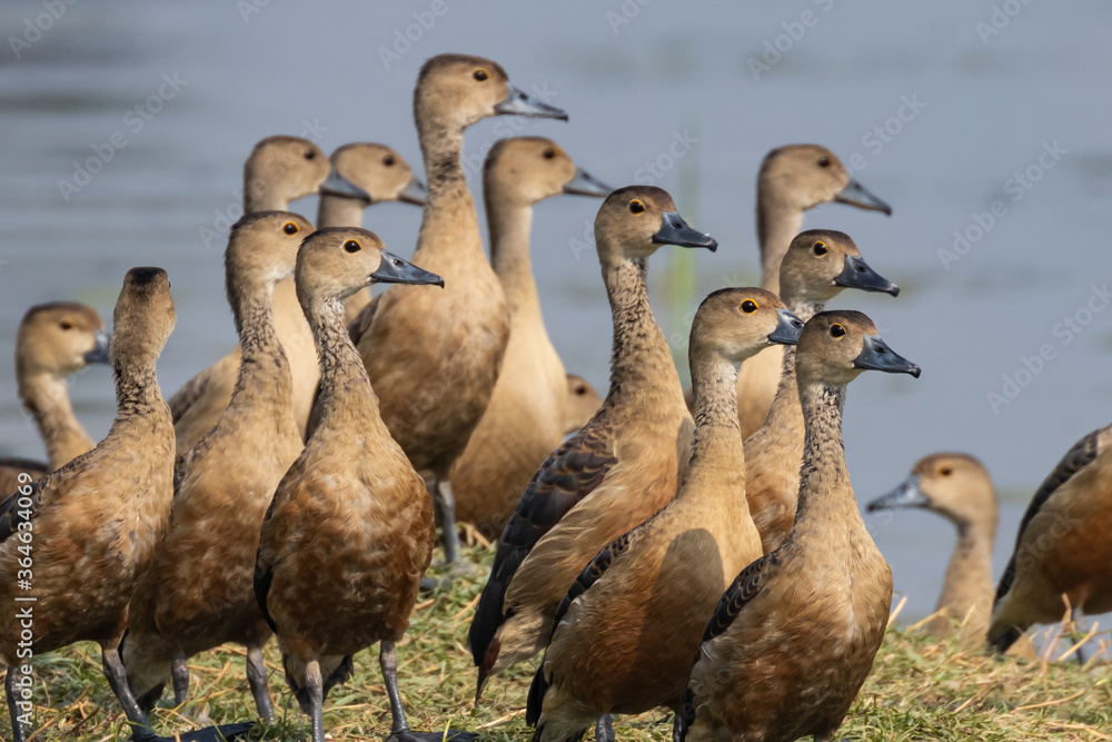 A flock of wandering whistling ducks also known as dendrocygna arcuata standing with water in the background in Rajasthan India on 21 November 2018 A flock of wandering whistling ducks also known as dendrocygna arcuata standing with water in the background in Rajasthan India on 21 November 2018