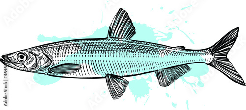fish isolated on white background