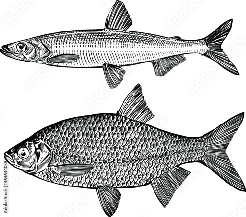 vector illustration of a fish