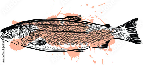 salmon fish on a white background