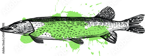 vector illustration of a fish