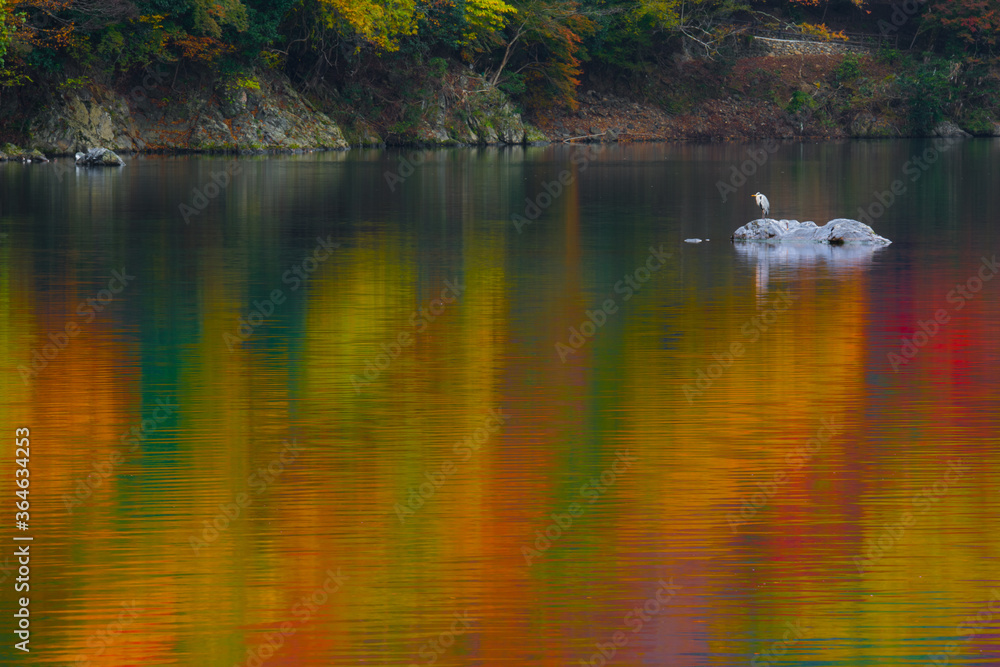 京都 嵐山 紅葉 鷺 京都 嵐山 紅葉 鷺