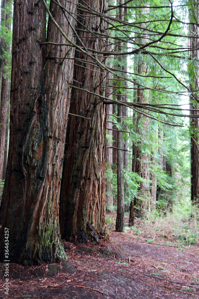 California Redwood Forest, Warburon, Victoria, Australia. California Redwood Forest, Warburon, Victoria, Australia.
