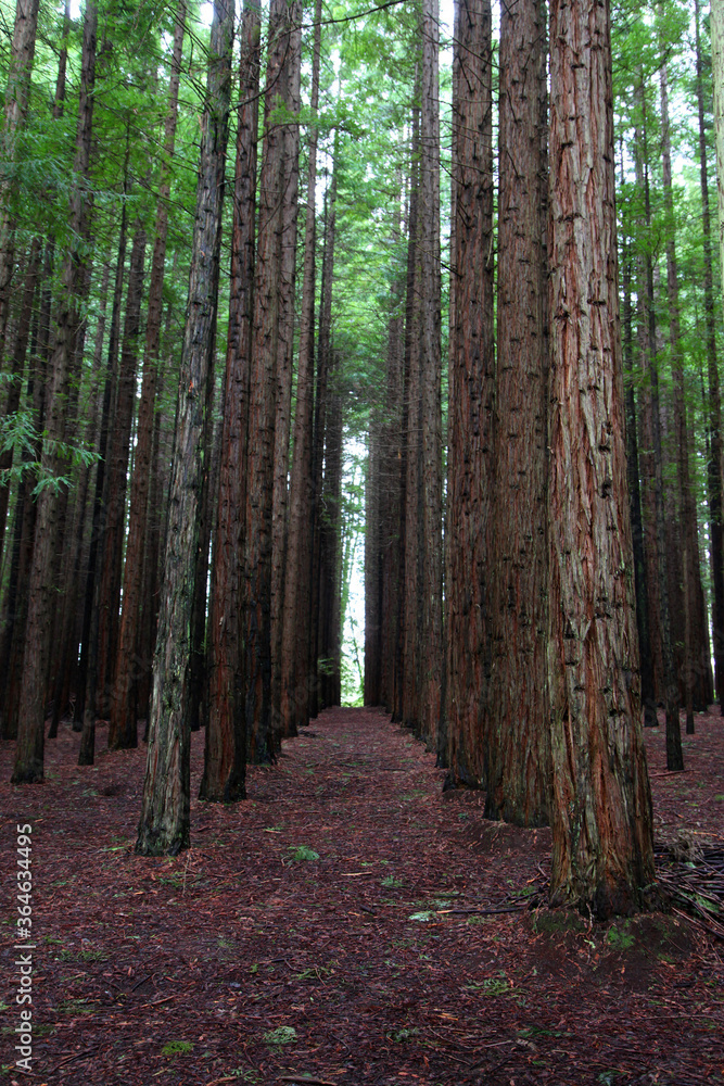 Fototapeta premium California Redwood Forest, Warburon, Victoria, Australia.