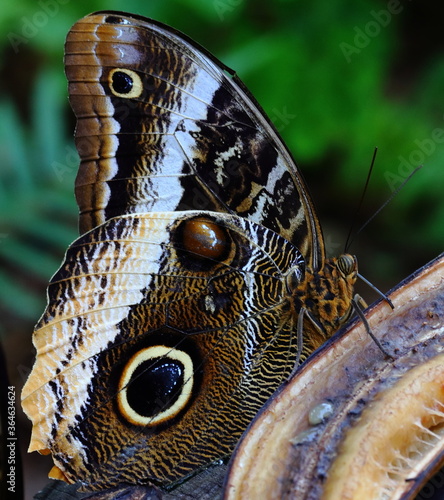 Canvas Print butterfly