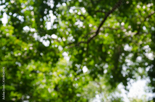 Blurry Bokeh of Space of Foliage.