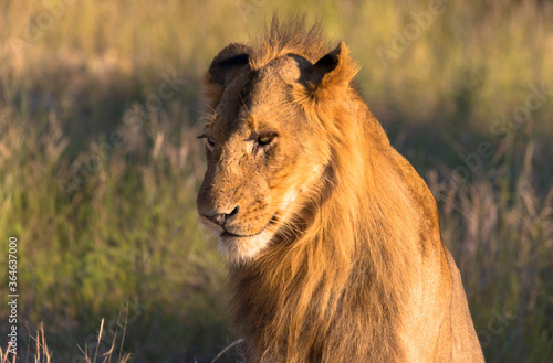 Portrait of a young male lion in the sunshine.