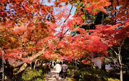 京都 常寂光寺 紅葉 KYOTO Jojakko-ji Temple autumn leaves photo