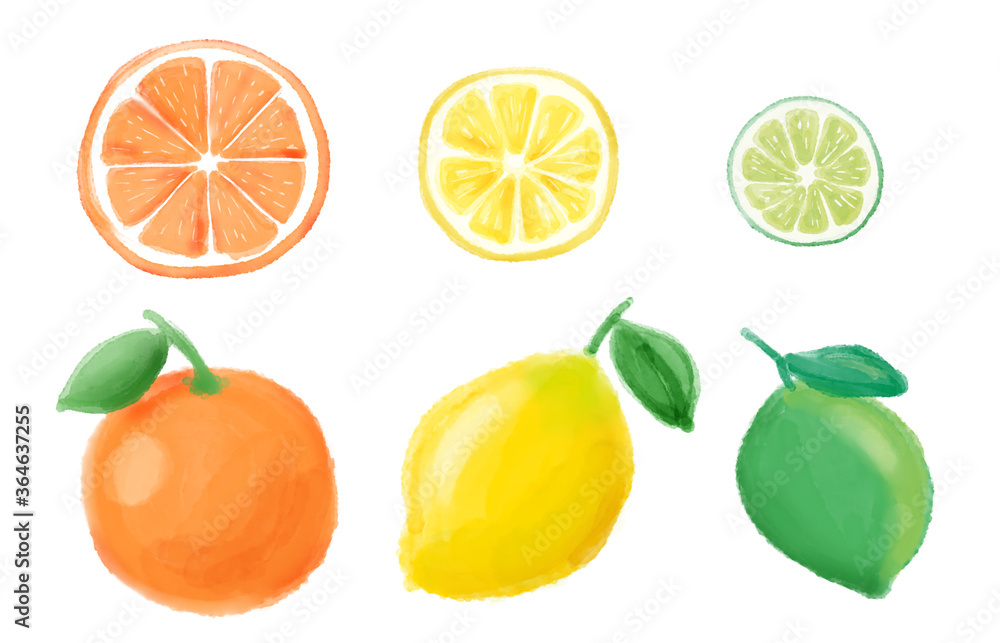 オレンジ レモン ライム 水彩イラスト Stock Illustration Adobe Stock