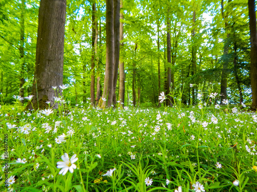 Fototapeta Naklejka Na Ścianę i Meble -  spring in the forest