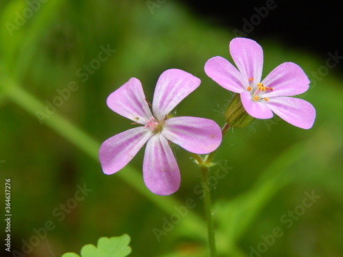 pink and white flower