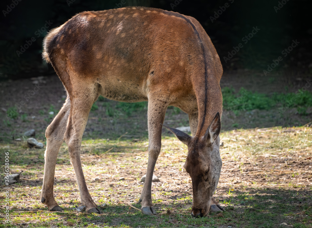 A sika deer female grazes in a forest glade. The sika deer, Cervus nippon A sika deer female grazes in a forest glade. The sika deer, Cervus nippon