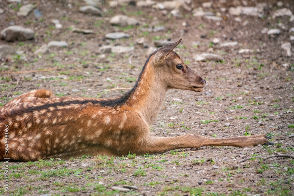 A young sika deer Lying on the ground and grass A young sika deer Lying on the ground and grass
