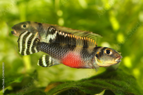 West African Dwarf Cichlid Aquarium Fish Nanochromis transvestitus	