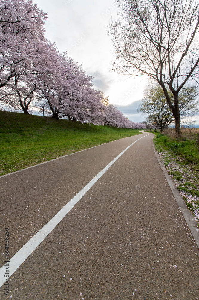 Fototapeta premium 桜並木とまっすぐな白線の歩道