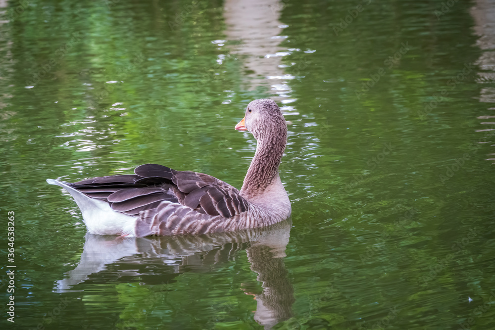 Wild gray goose swims in a lake with green water. Wild gray goose swims in a lake with green water.