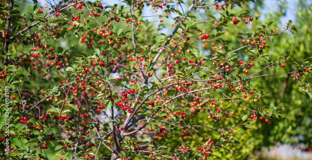 Cherry Bush with fruits of different ripeness. General plan, narrow focus .