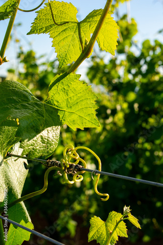 Obraz na plátně A close up of a vine tendril curled around a wire trellis, lit by afternoon sun, in an Oregon vineyard