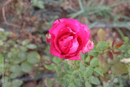 pink rose in garden