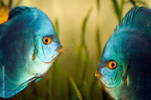 Paletki / Dyskowce - ryby akwariowe photo