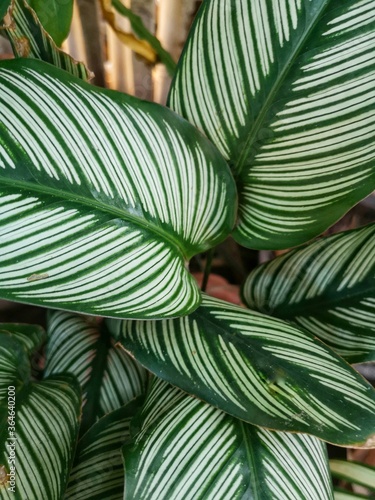 green leaves background