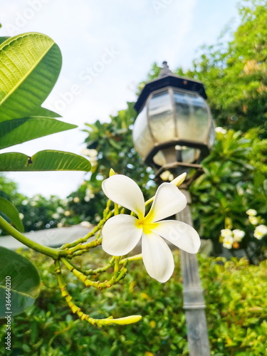 lantern in the garden