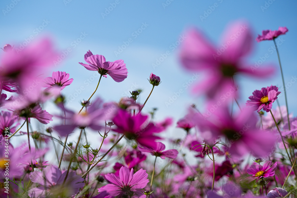 Colorful Cosmos Flower Garden Blooming in
Autumn Season Colorful Cosmos Flower Garden Blooming in
Autumn Season