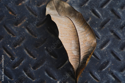 Old and Dry leaves close up texture on black dark texture floor background