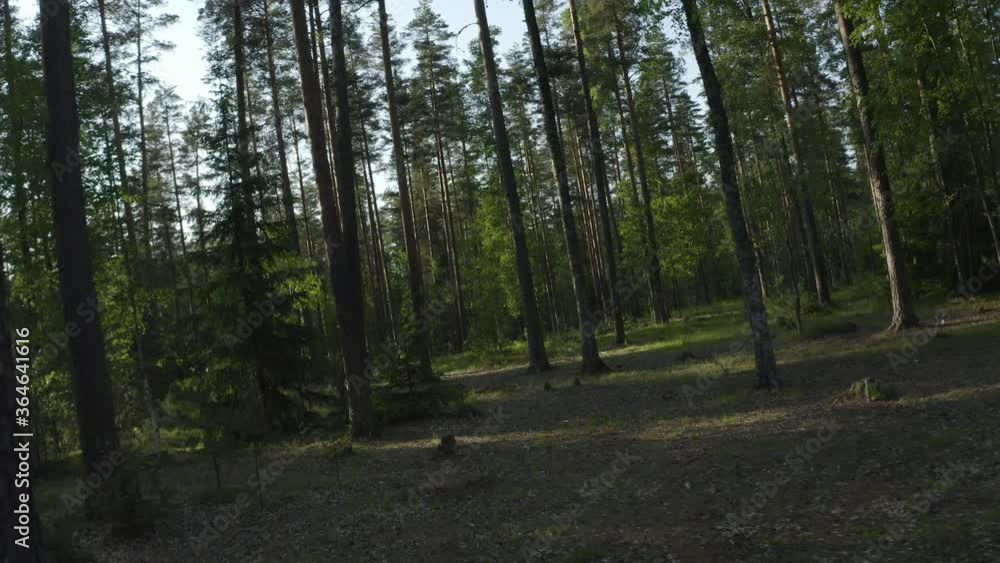 Drone view flying between the trees in forest. Drone view flying between the trees in forest.