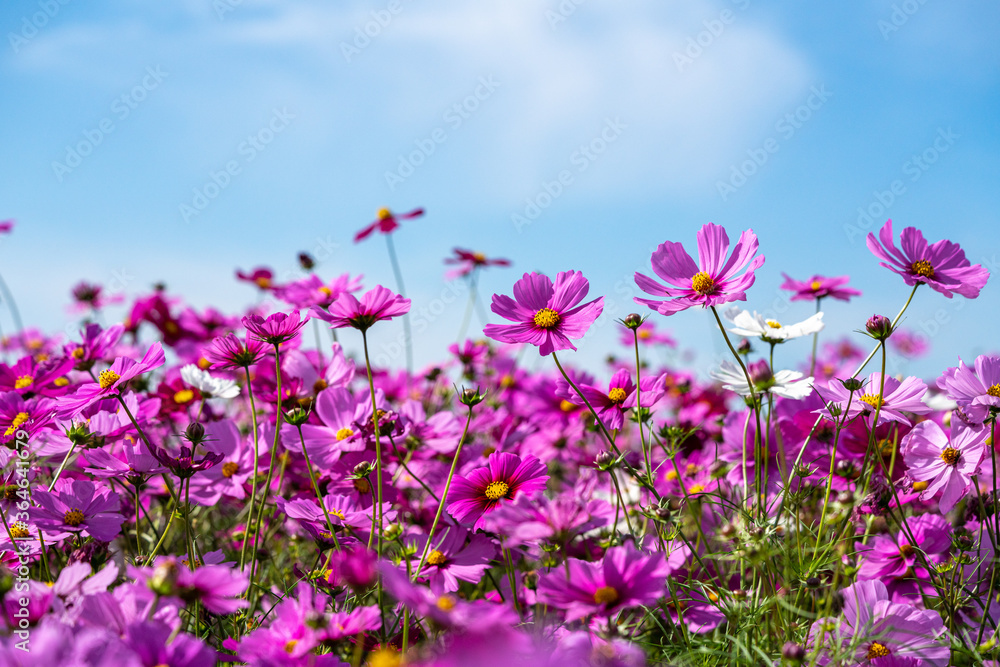 Colorful Cosmos Flower Garden Blooming in
Autumn Season Colorful Cosmos Flower Garden Blooming in
Autumn Season
