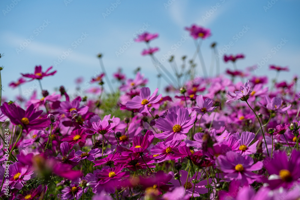 Colorful Cosmos Flower Garden Blooming in
Autumn Season Colorful Cosmos Flower Garden Blooming in
Autumn Season