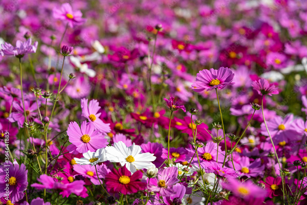 Colorful Cosmos Flower Garden Blooming in
Autumn Season Colorful Cosmos Flower Garden Blooming in
Autumn Season