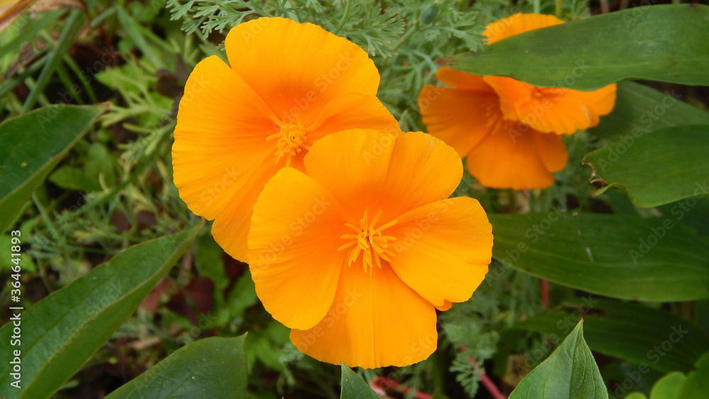 orange flowers in the garden orange flowers in the garden