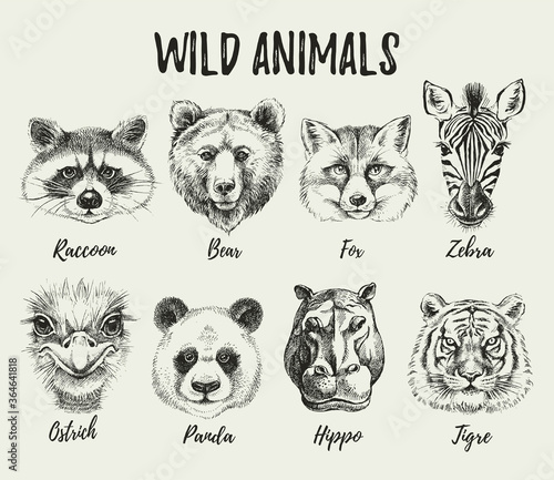 Hand drawn sketch animal heads illustration set. Isolated cute trendy portraits of fox, raccoon, zebra, hippo, panda, ostrich, tiger, bear on white background