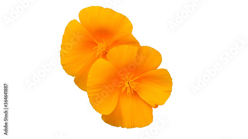 orange flowers isolated on white background