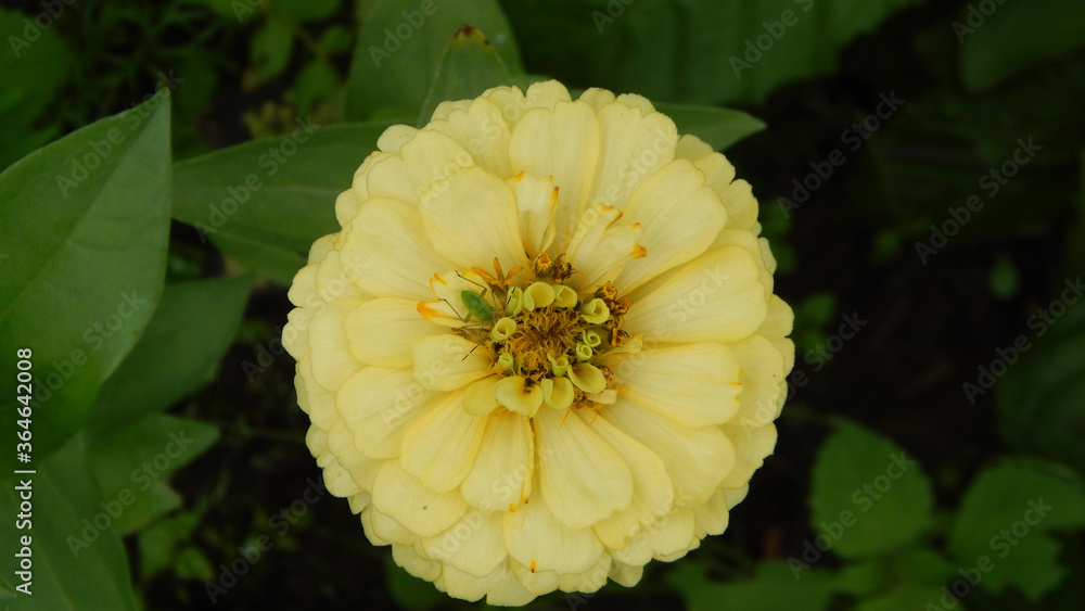 yellow zinnia with green bug in the garden yellow zinnia with green bug in the garden