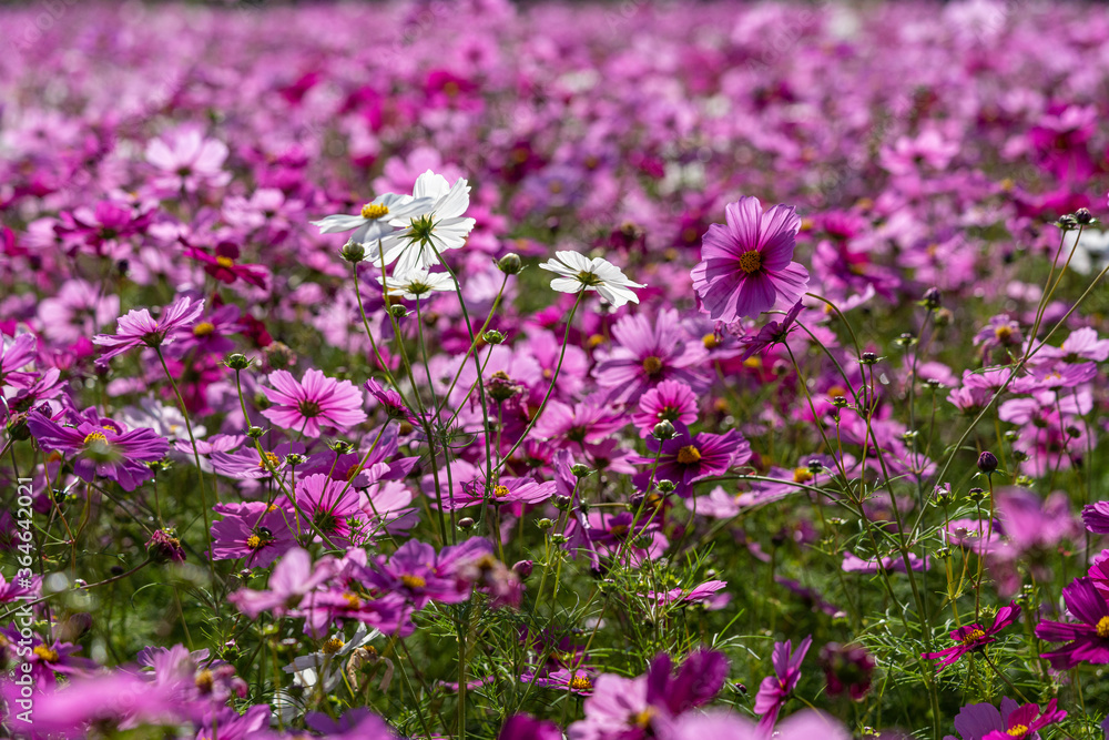 Colorful Cosmos Flower Garden Blooming in
Autumn Season Colorful Cosmos Flower Garden Blooming in
Autumn Season
