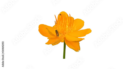 yellow flower with bee and fly isolated on white background