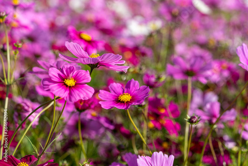 Colorful Cosmos Flower Garden Blooming in  Autumn Season