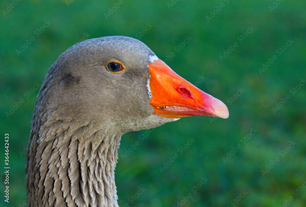 Bruce the Goose