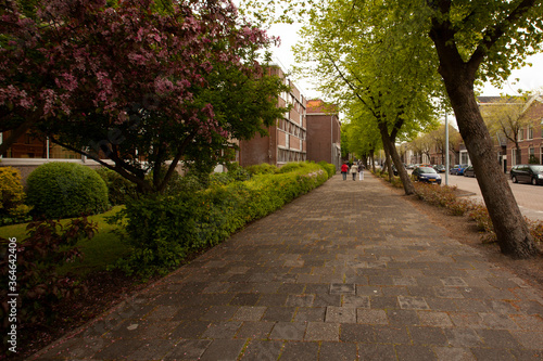 a view of a residential neighborhood in the scenic Dutch city of the Hague. Cobblestone sidewalks and street as well as blooming trees, well trimmed bushes and flowers are seen.