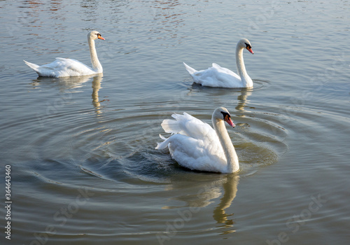 White swans are resting in the marsh water. © MrPreecha