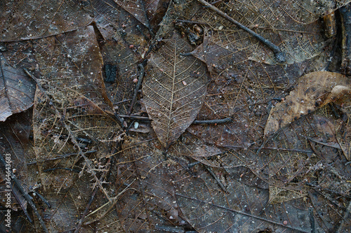 Wet rotting leaves that accumulate of rubber trees on the ground. for background and textured.